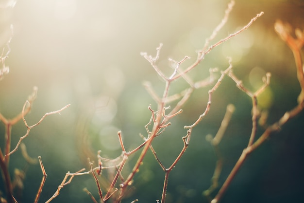 Verzweigen Sie sich morgens mit goldenem Licht