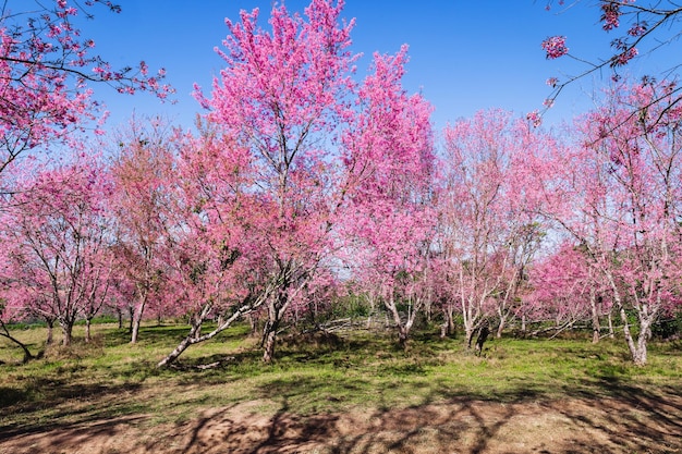 Verzweigen Sie sich wilde Himalaya-Kirschblütenblüte am Berg Phu Lom Lo Thailand