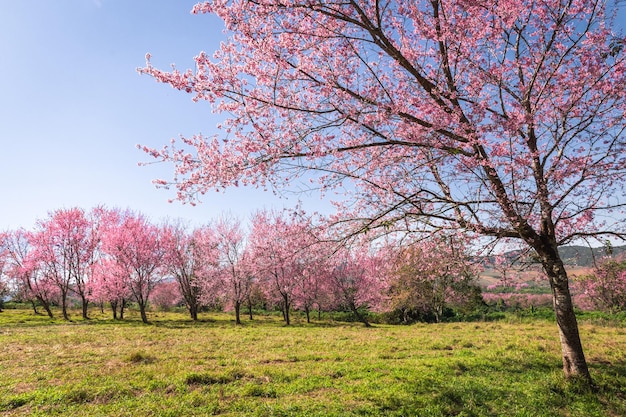 Verzweigen Sie sich wilde Himalaya-Kirschblütenblüte am Berg Phu Lom Lo Thailand