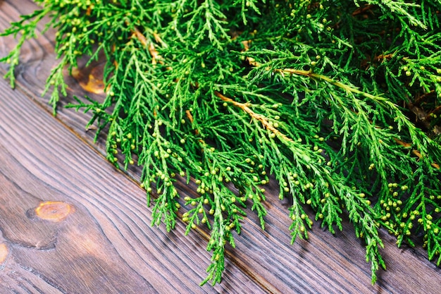 Verzweigen Sie Thuja auf dunklem hölzernem Hintergrund mit Kopienraum. Getönt.