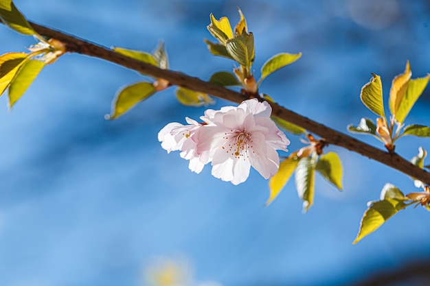 Verzweigt Sakura mit Blüten am Baum in den Straßen der Stadt. Baum mit Blumen im Frühjahr in weißer und rosafarbener Blüte. Kirschzweige oder blühender Baum im Frühling für den Hintergrund.