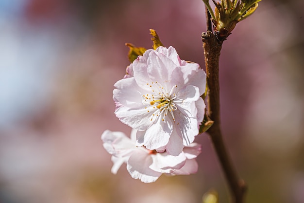 Verzweigt Sakura mit Blüten am Baum in den Straßen der Stadt. Baum mit Blumen im Frühjahr in weißer und rosafarbener Blüte. Kirschzweige oder blühender Baum im Frühling für den Hintergrund.