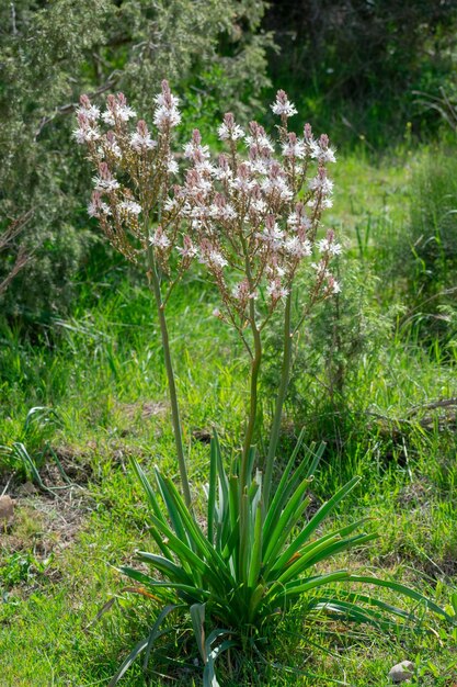 Verzweigter Asphodel Asphodelus ramosus