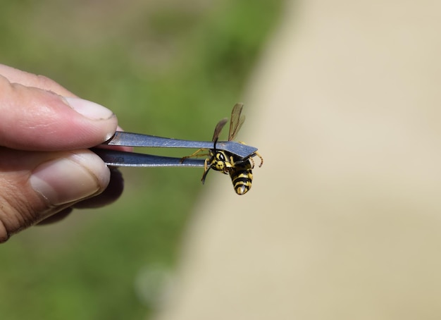 Foto vespa comum em pinças