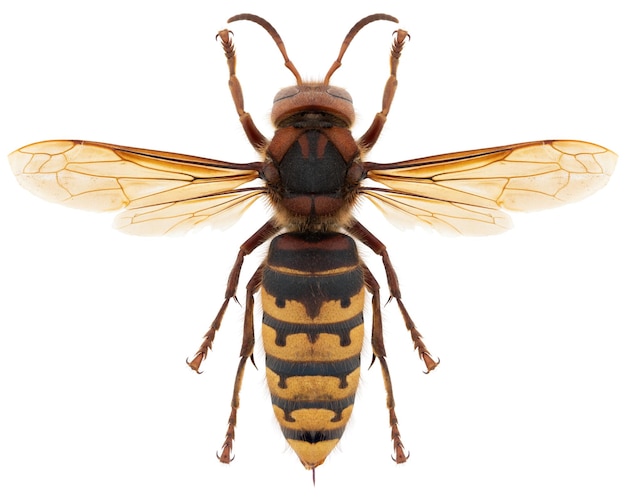 Vespa crabro