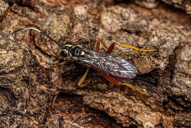 Vespa Ichneumonid adulta