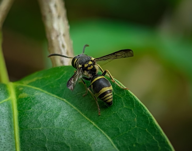 Vespa Mason Euodynerus sp de Two Buttes Reservoir State Wildlife Area Perak