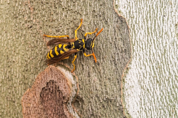 Vespa polistes ninpha isolada no tronco de uma árvore