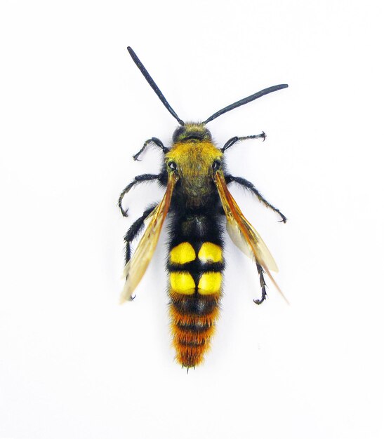 Vespa preta amarela gigante Megascolia maculata isolada na macro branca. Heterocera. Coleta de insetos