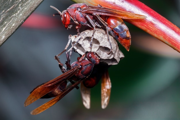 Foto vespa vermelha no topo do ninho de perto