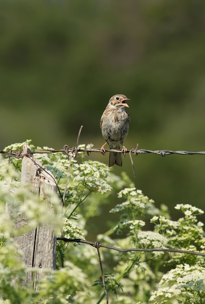 Vesper Sparrow Cantando