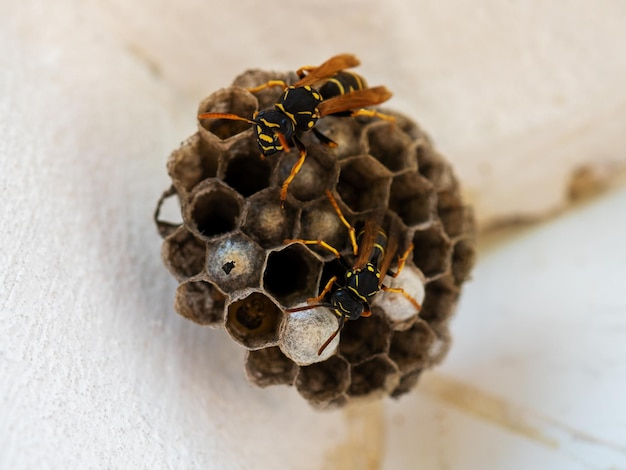 Vespiary Wespennest Wespennest mit darauf sitzenden Wespen Wespenpolist Das Nest einer Wespenfamilie