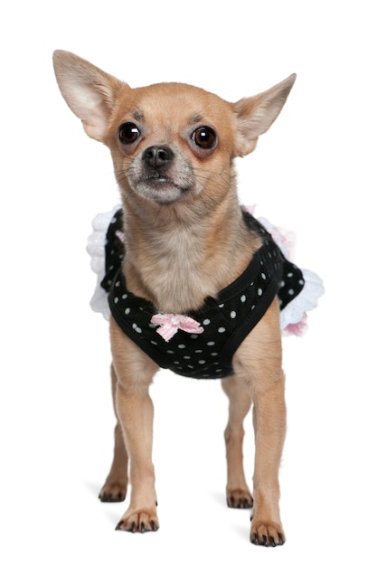 Vestido de Chihuahua, 3 años, de pie