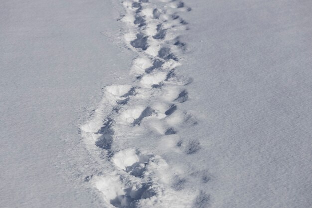 Vestígios de um homem na neve. caminho de neve na floresta. foto de alta qualidade