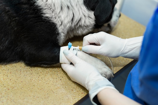 Vet coloca um cateter no cão na clínica veterinária