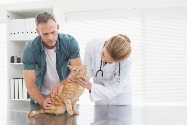 Vet dando un chequeo a un gato