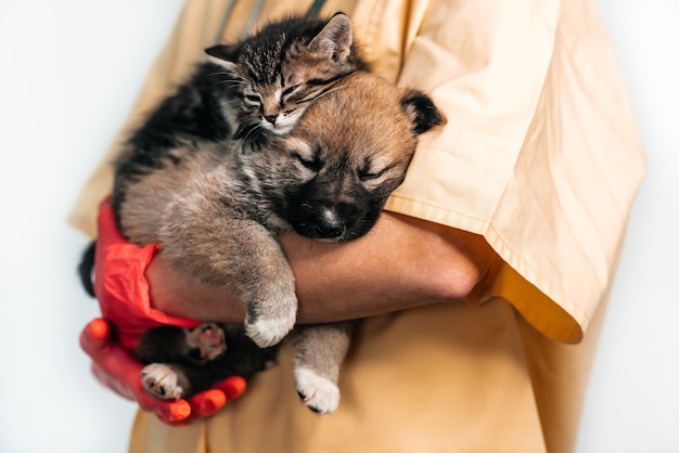 Vet examinando cães e gatos. Filhote de cachorro e gatinho no médico veterinário. Vacinação de animais de estimação.