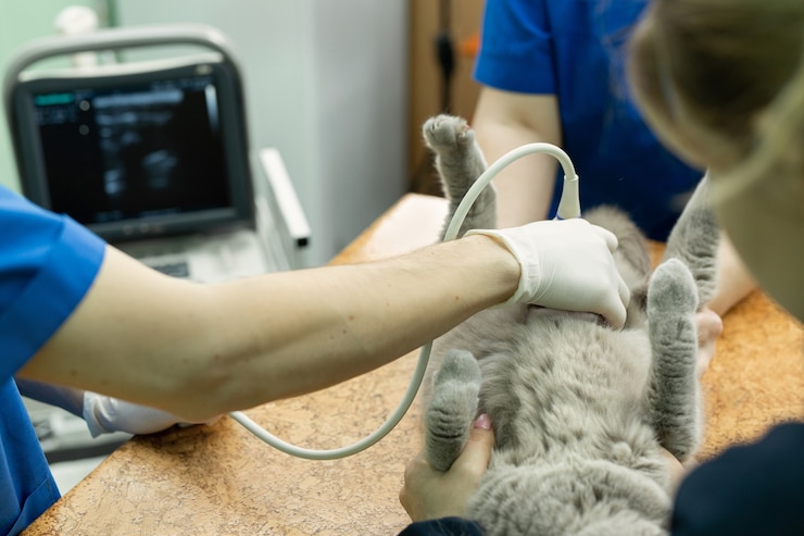 Foto vet faz um gato de ultrassom na clínica