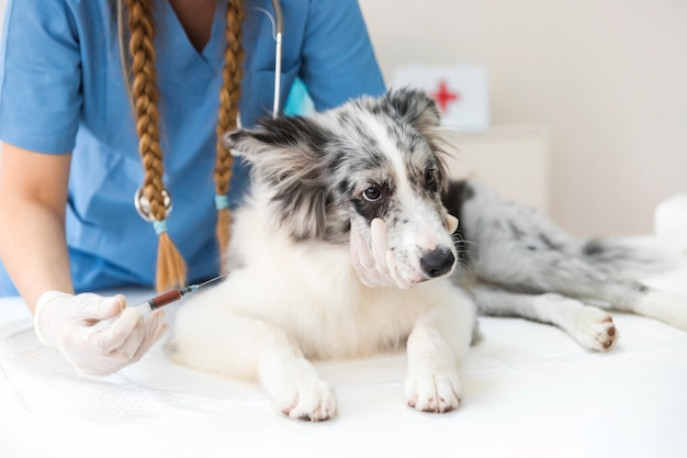 Foto vet feminino injetando cão com injeção na mesa