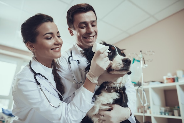 Los veteranos felices aplican gotas para los ojos de un perro en la clínica veterinaria