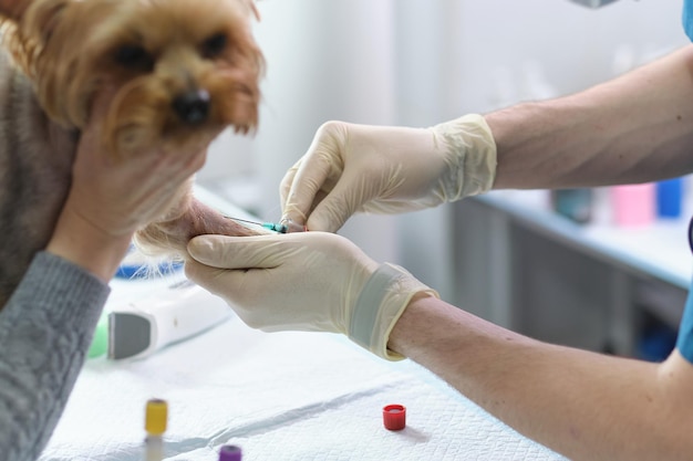 Foto veterinär blutuntersuchung tierklinik untersuchung und impfung von haustieren gesundheitsfürsorge