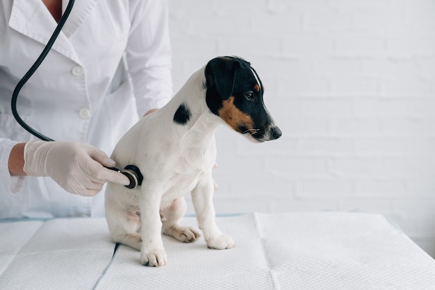 Veterinär. Hund Jack Russell Terrier wird beim Tierarzt einer medizinischen Untersuchung unterzogen. Ein Fachmann untersucht mit einem Stethoskop