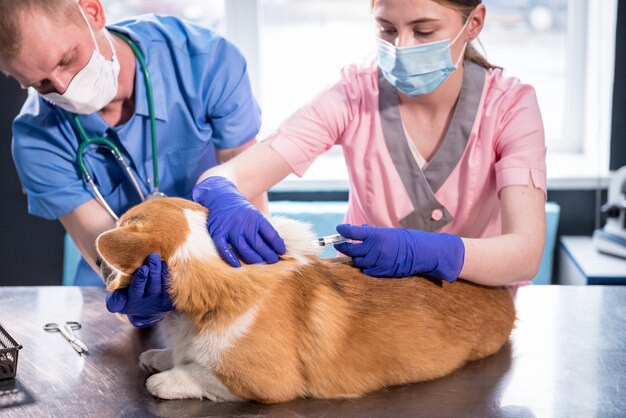 Veterinär-Team, das dem Corgi-Hund den Impfstoff gibt