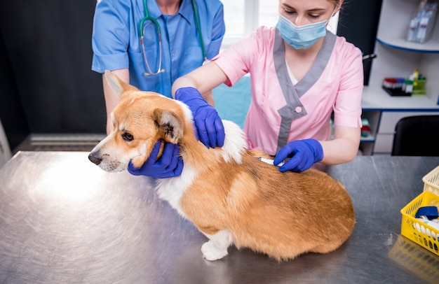 Veterinärteam gibt dem Corgi-Hund den Impfstoff