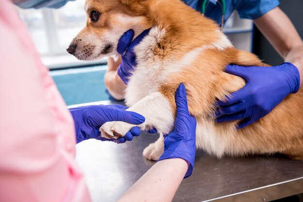 Veterinärteam untersucht die Pfoten eines kranken Corgi-Hundes