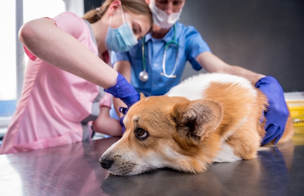 Veterinärteam verbindet die Pfote eines kranken Corgi-Hundes