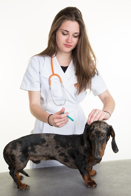 La veterinaria le está dando una vacuna al perro con una jeringa