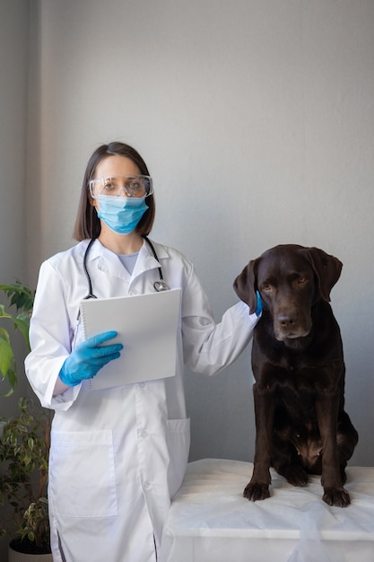 Veterinaria europea examina a perro labrador en una cita