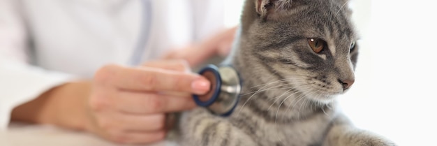 La veterinaria examina al gato en la mesa en la clínica veterinaria, primer plano del paciente gato