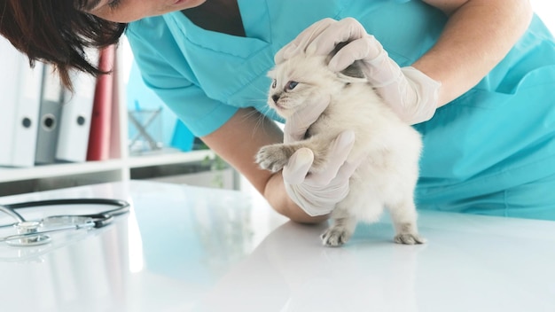 Veterinária examinando gatinho de boneca de pano na clínica Veterinário se preocupa com gatinho fofinho