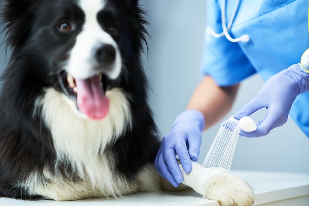 veterinária examinando um cachorro na clínica