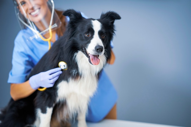 veterinária examinando um cachorro na clínica