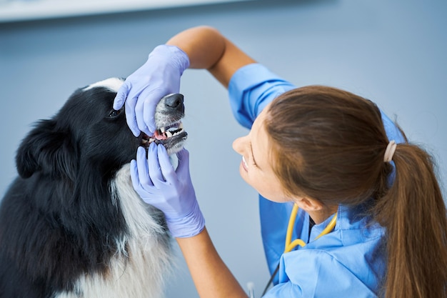 Veterinária examinando um cachorro na clínica