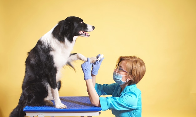 La veterinaria se ocupa de las patas y las uñas del perro.