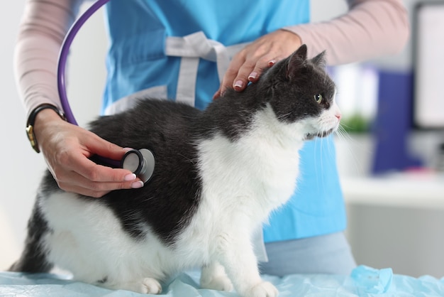 Veterinária ouvindo pulmões de gato com estetoscópio