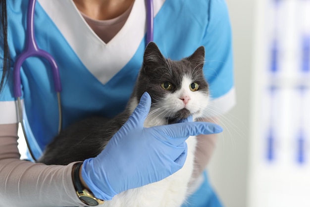 Veterinária profissional examina e animais de estimação gato na mesa de exame