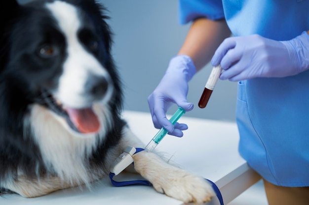 Veterinária tirando amostra de sangue e examinando um cachorro na clínica