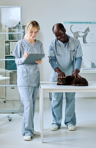 Veterinário africano examinando gato doméstico na mesa enquanto enfermeira fazendo anotações no cartão médico