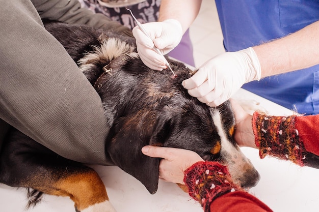 Veterinário ajuda um cão com um ferimento na cabeça