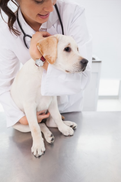 Foto veterinário alegre examinando um cão fofo