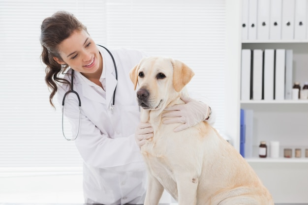 Veterinario alegre que examina un perro lindo