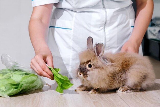 Foto un veterinario alimenta un poco de ensalada de conejito de pascua come vegetales orgánicos y vitaminas