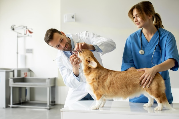 Foto veterinário amigável em uniforme a verificar os dentes de um bonito cão pembroke welsh corgi enquanto