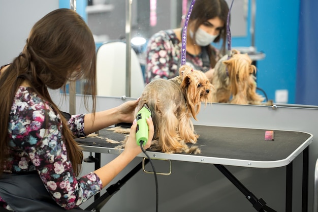 Veterinário aparando um yorkshire terrier com uma máquina de cortar cabelo em uma clínica veterinária