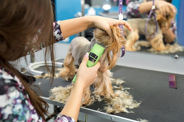 Veterinário aparando um yorkshire terrier com uma máquina de cortar cabelo em uma clínica veterinária