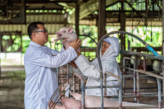 Veterinário asiático com assistente segurando e verificando os leitões em fazendas de suínos